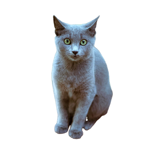 Adorable Gray Cat With Green Eyes Sitting Outdoors, Showcasing Its Curious Gaze. 12991 - Cat PNG image with transparent background